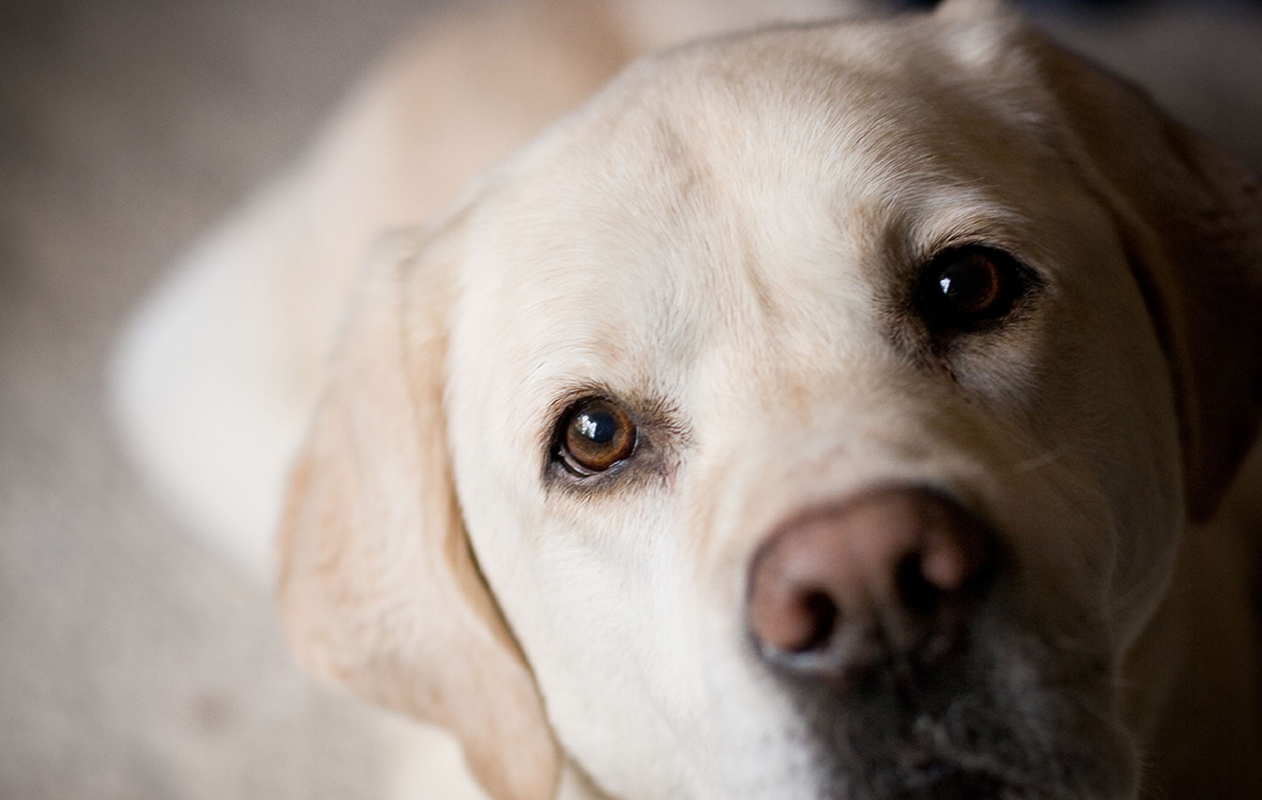 Sådan alarmsikrer du et hjem med hund | SikkertHjem™ Scandinavia